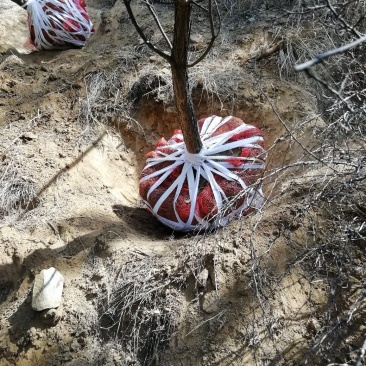 大量出售各种油松，各种杨树柳树