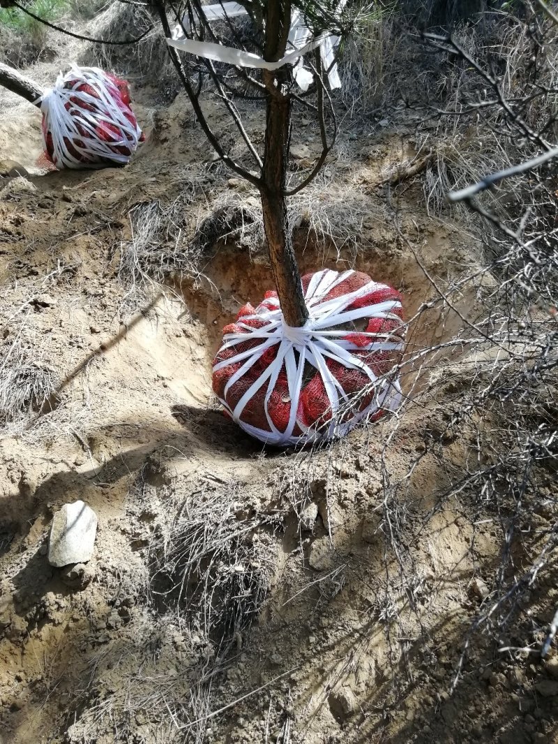 大量出售各种油松，各种杨树柳树