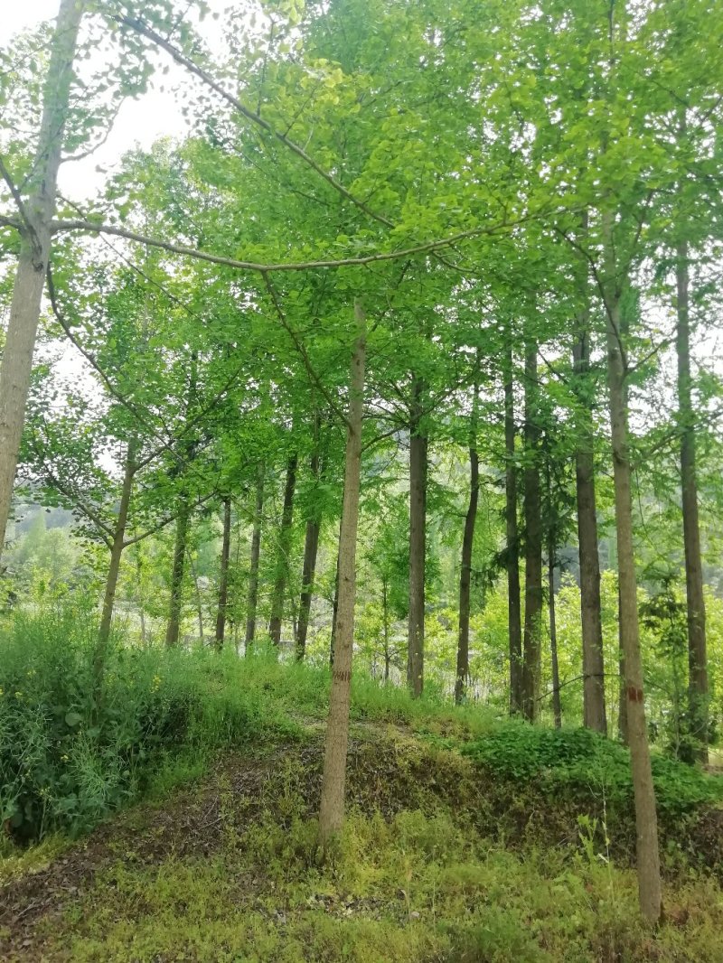 银杏