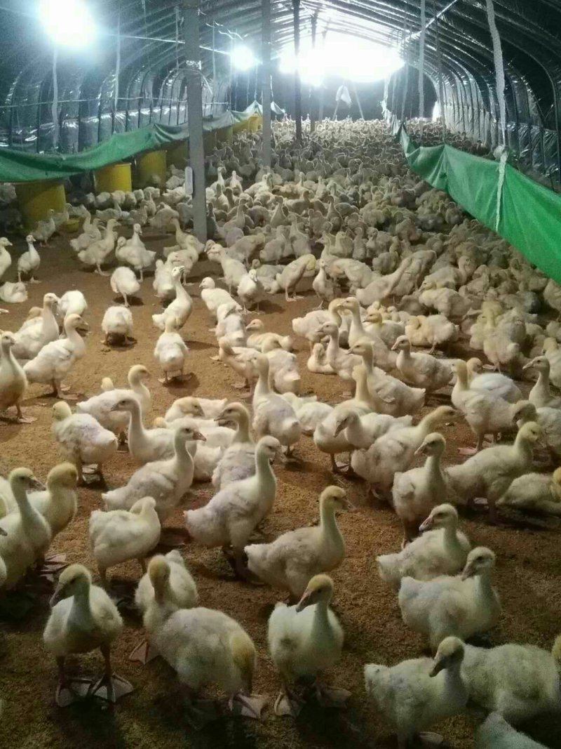 养殖场出租优惠