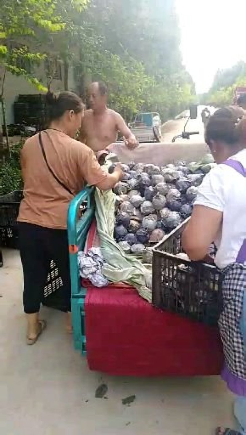 山东冠县绿宝石梨脆甜爽口，产地一手货源，可一件代发