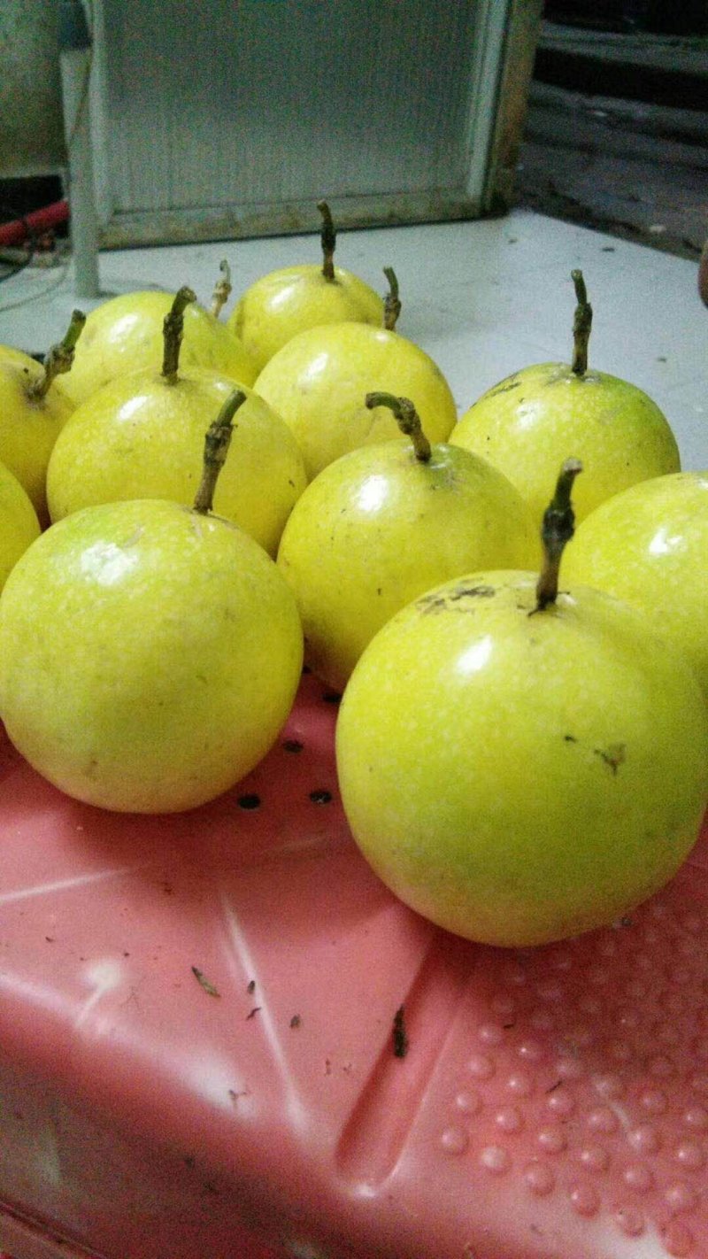 广东纯甜无酸钦蜜九黄金果基地直发，微商，座子一件代发