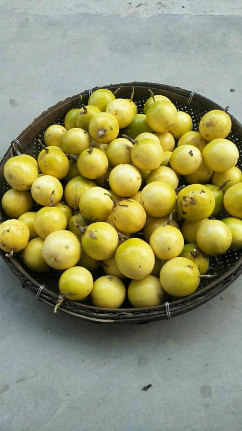 广东纯甜无酸钦蜜九黄金果基地直发，微商，座子一件代发