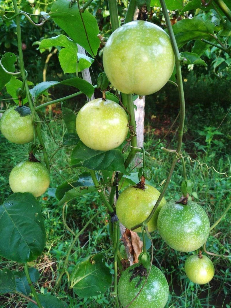 广东纯甜无酸钦蜜九黄金果基地直发，微商，座子一件代发