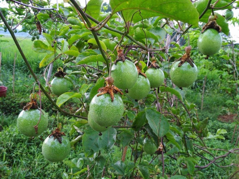 广东纯甜无酸钦蜜九黄金果基地直发，微商，座子一件代发
