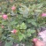 月季花花叶络石