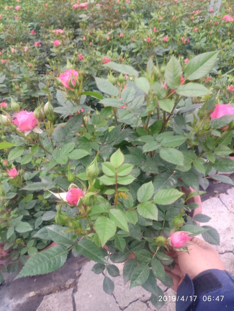月季花花叶络石