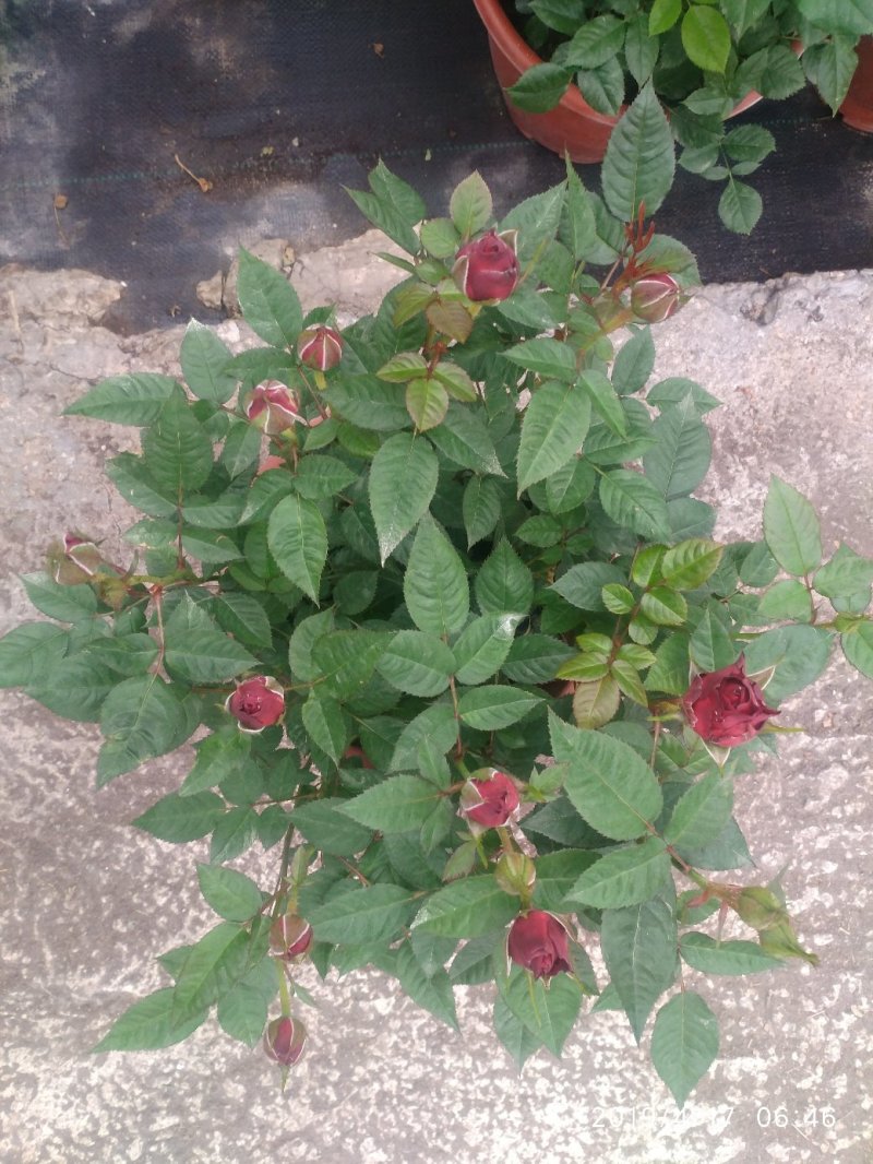 月季花花叶络石
