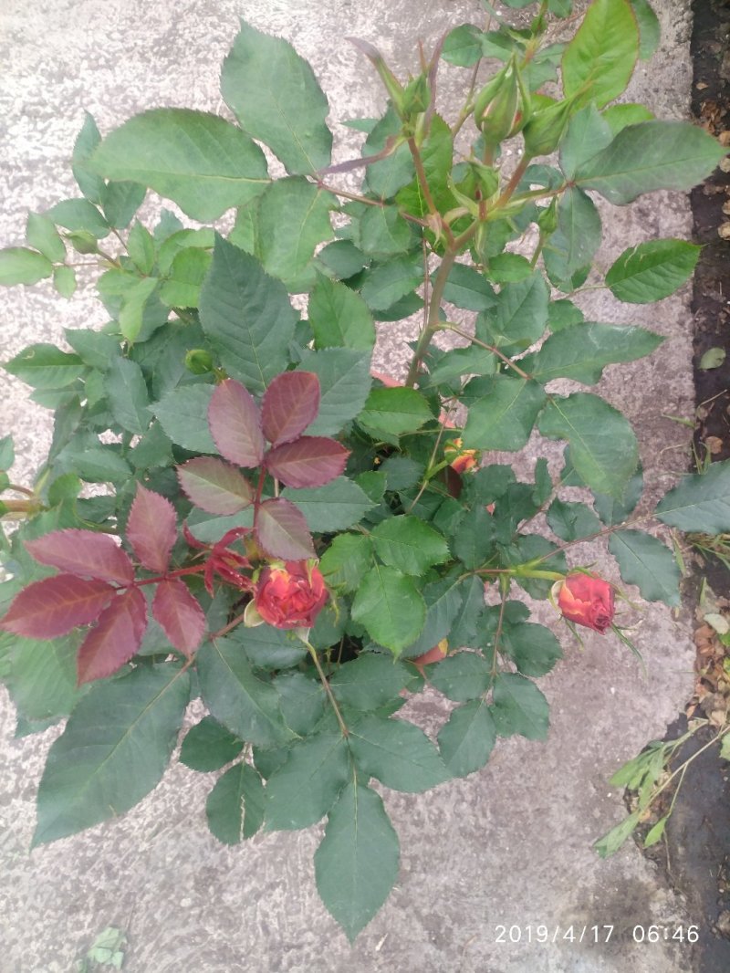 月季花花叶络石