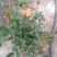 月季花花叶络石