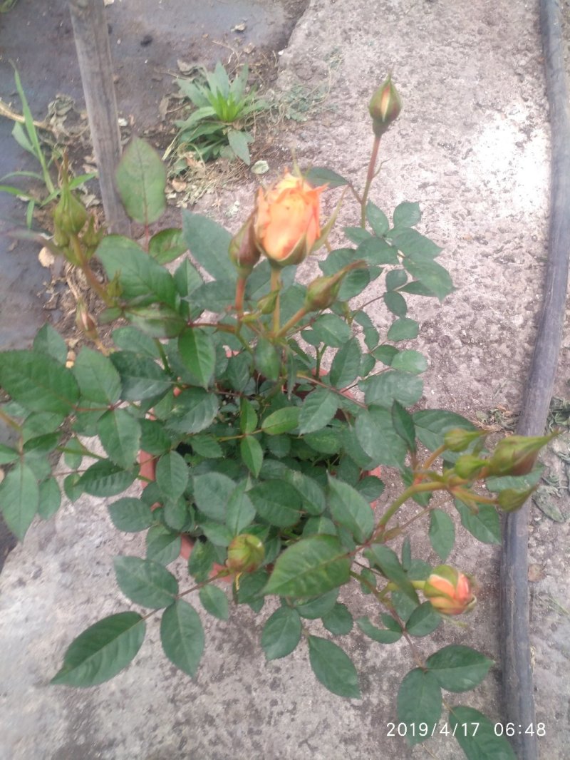 月季花花叶络石