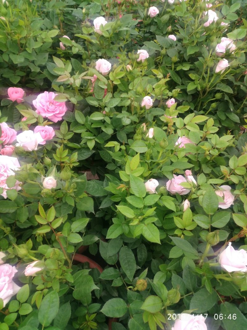 月季花花叶络石