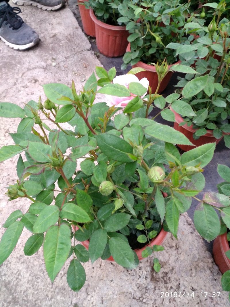 月季花花叶络石