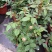 月季花花叶络石