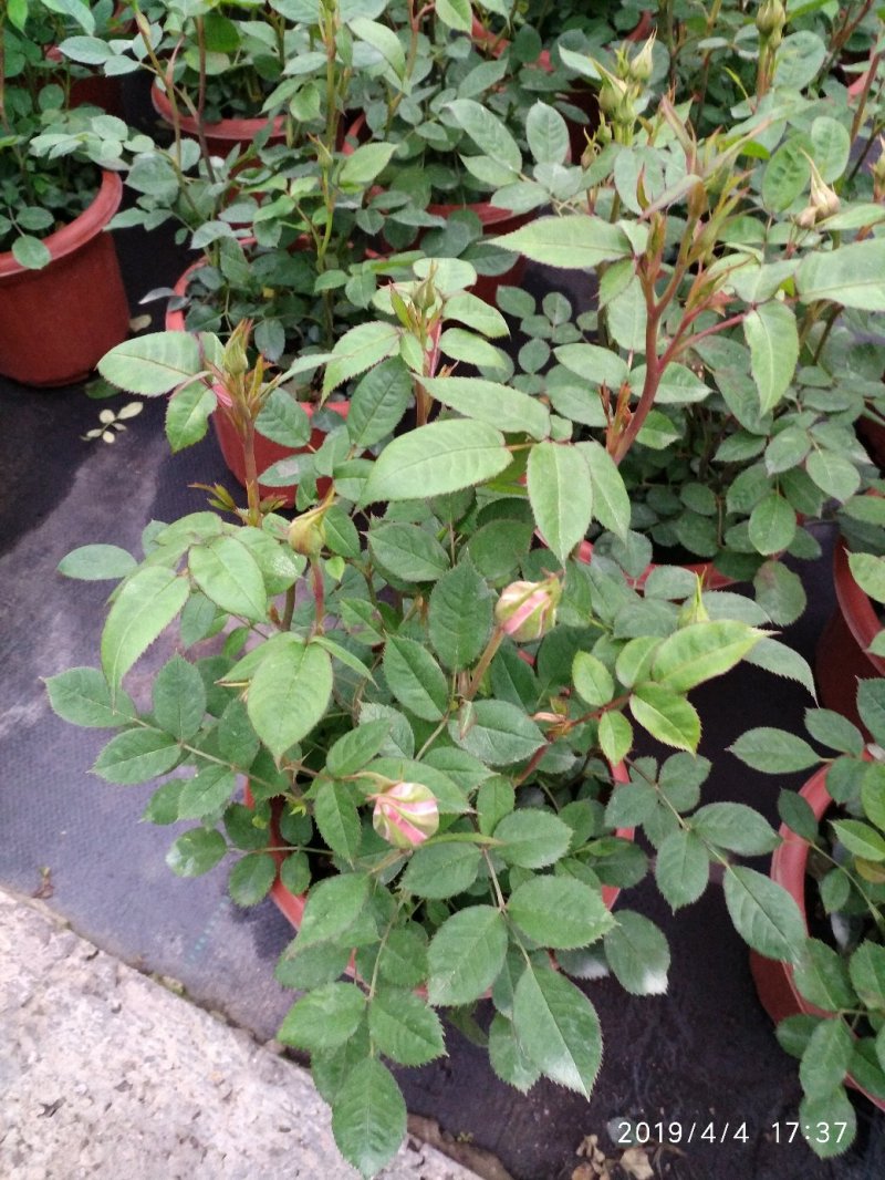 月季花花叶络石