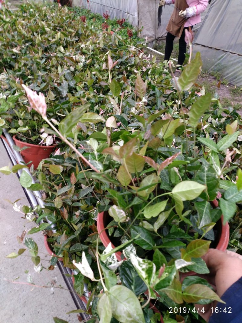 月季花花叶络石