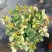 月季花花叶络石