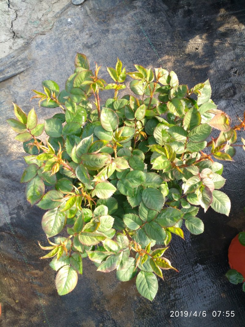 月季花花叶络石