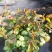 月季花花叶络石