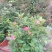 月季花花叶络石