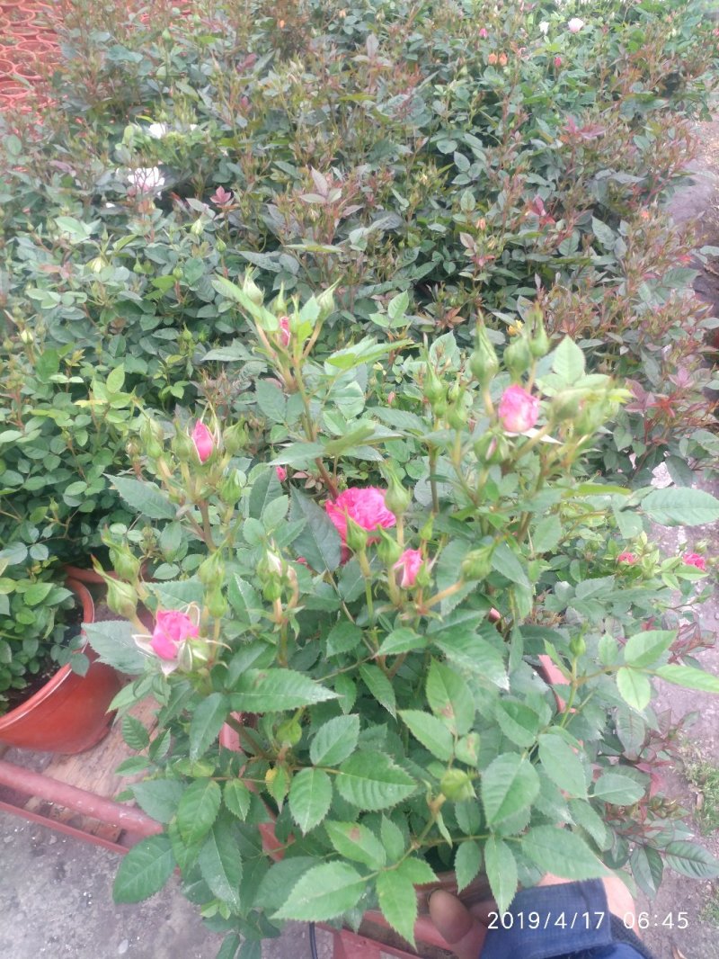 月季花花叶络石