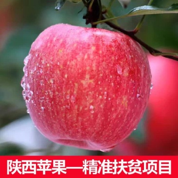 陕西延安宜川壶口苹果