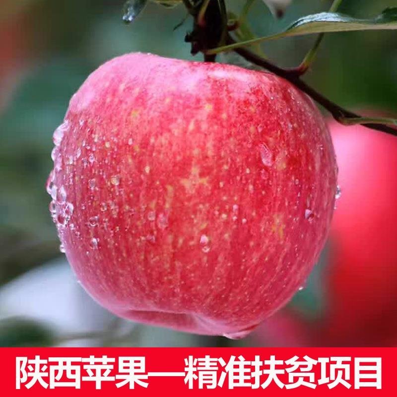 陕西延安宜川壶口苹果