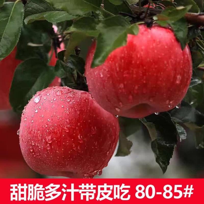 陕西延安宜川壶口苹果