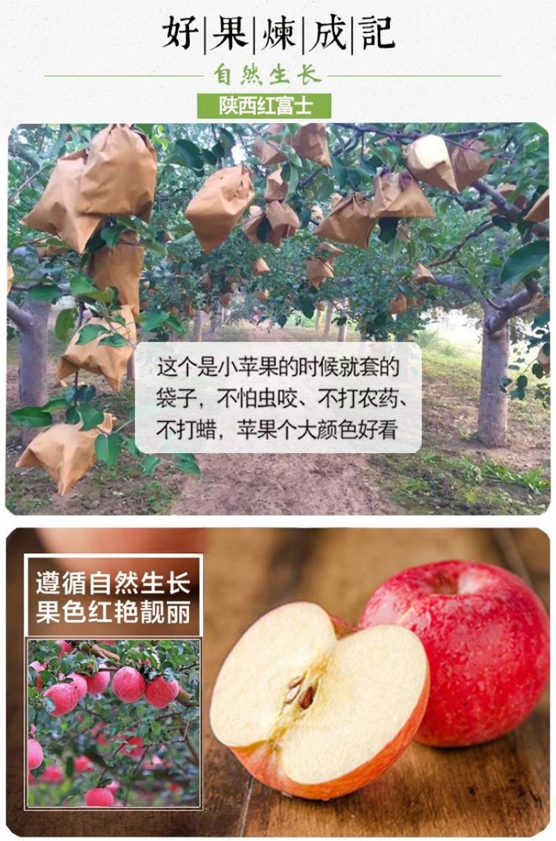 陕西延安宜川壶口苹果