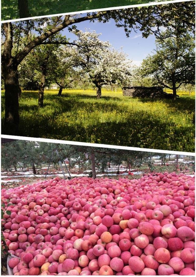 陕西延安宜川壶口苹果