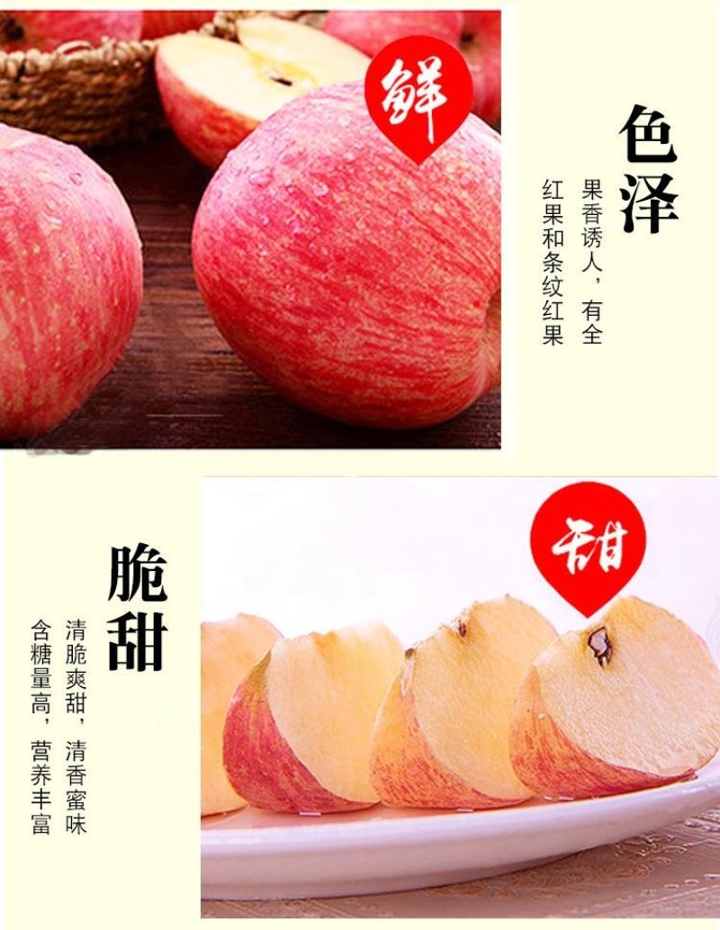陕西延安宜川壶口苹果