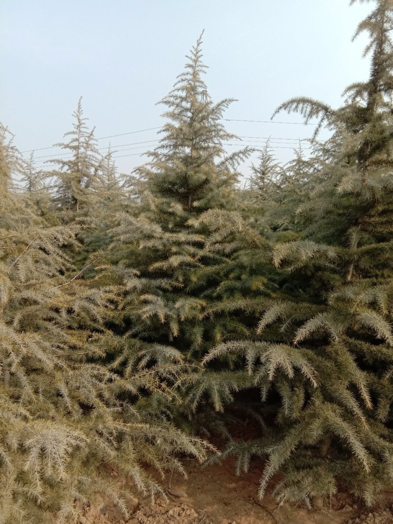 3米雪松，4米雪松，5米雪松，3米雪松价格
