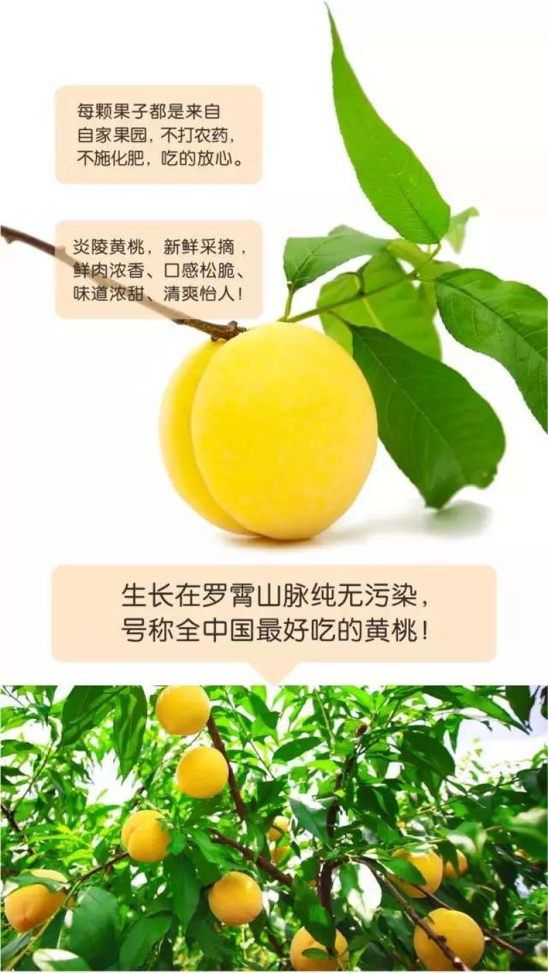 炎陵黄桃10斤礼盒装果园现摘现发新鲜到你家