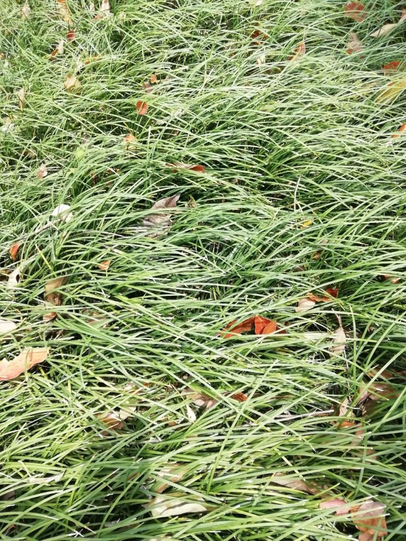 麦冬