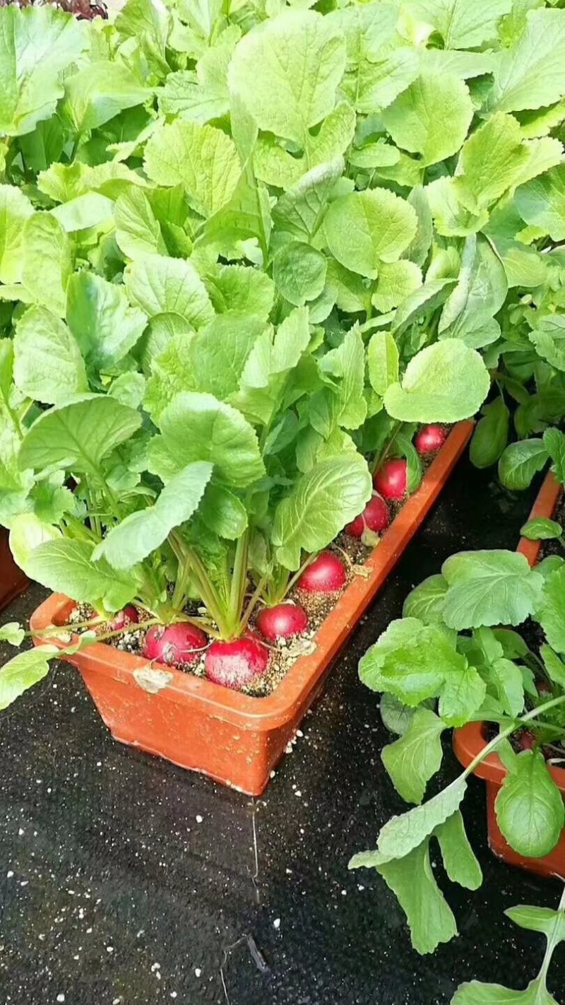 双色杯花盆营养杯蔬菜盆吊兰盘塑料盆红色花盆加仑盆