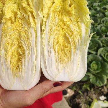 娃娃菜