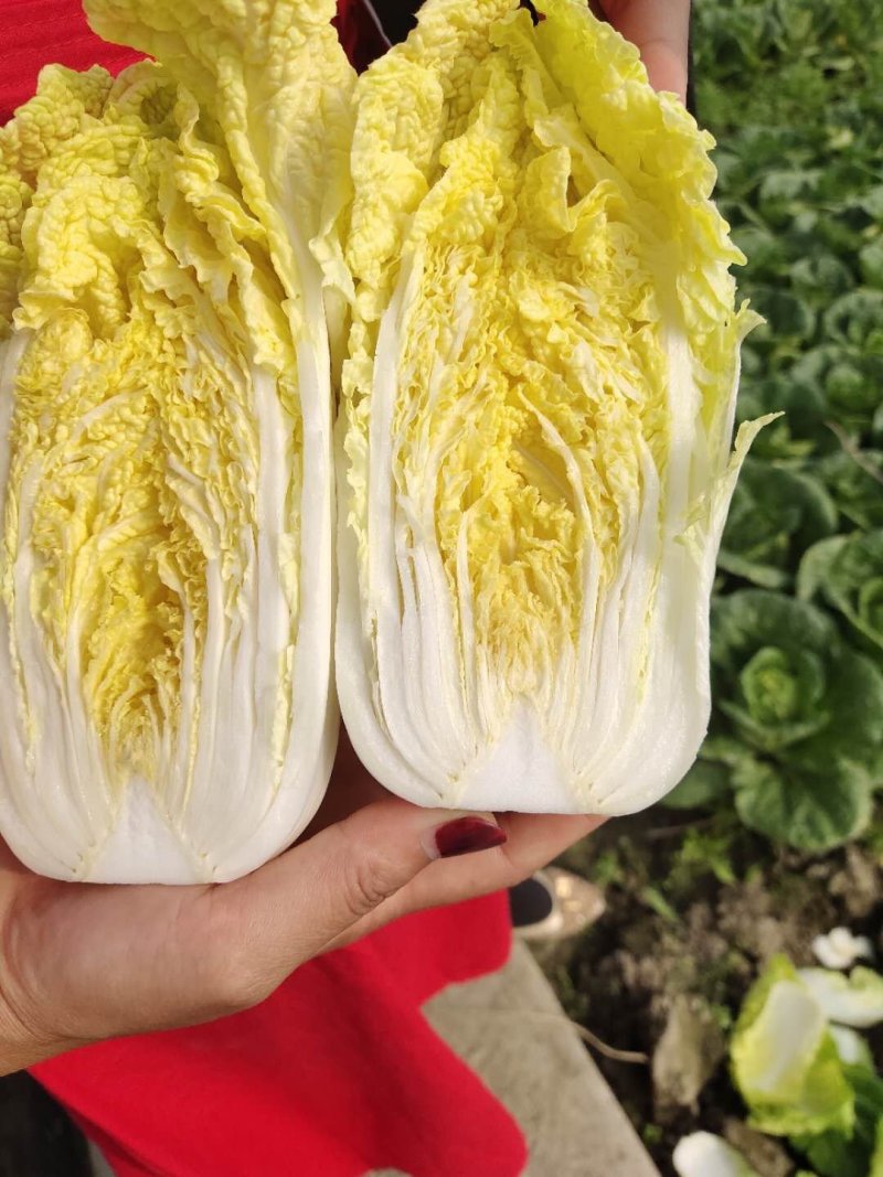娃娃菜