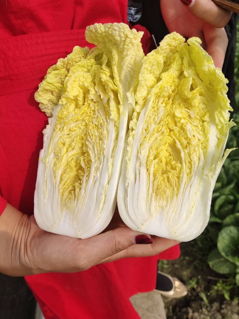 娃娃菜