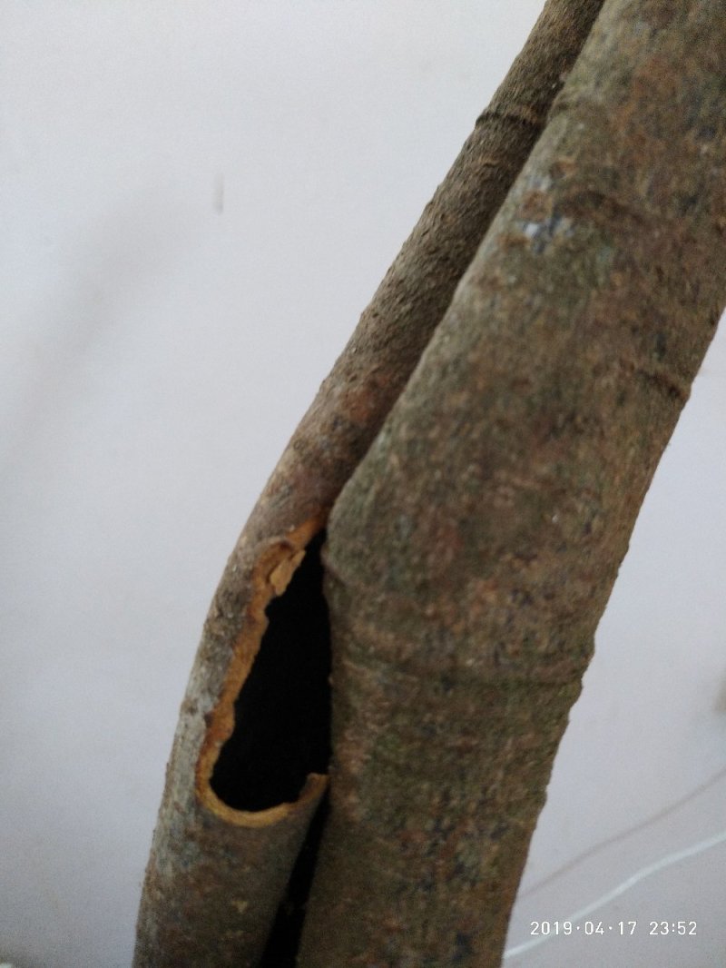 桂皮，玉桂，桶桂