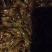 龙虾苗