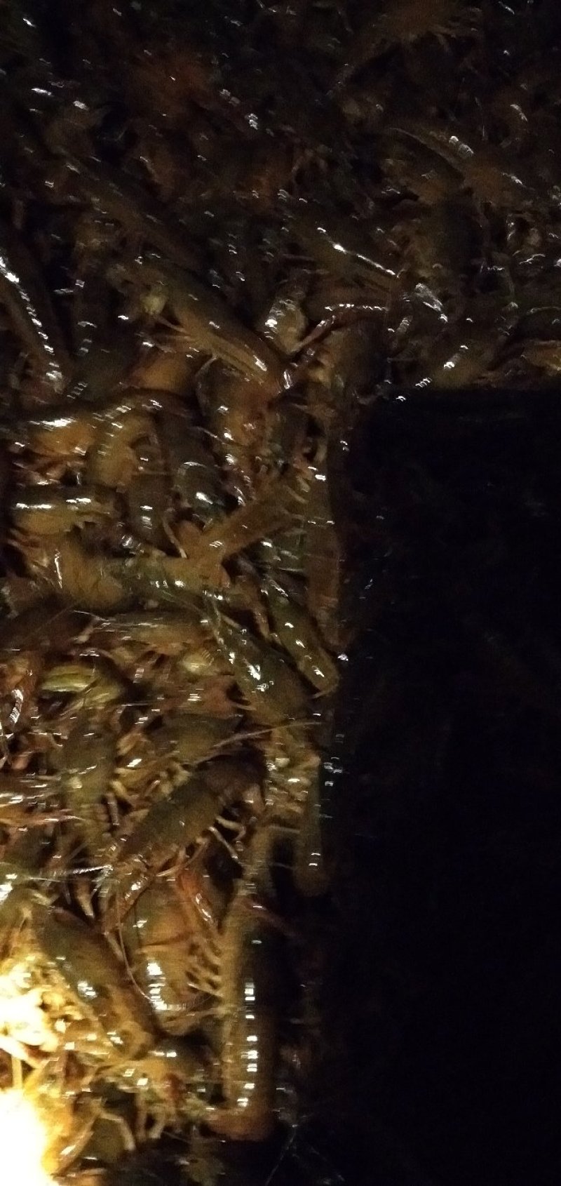 龙虾苗
