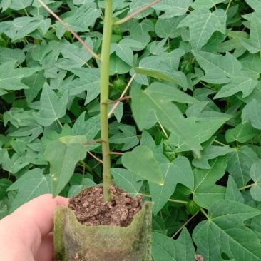 水果木瓜苗