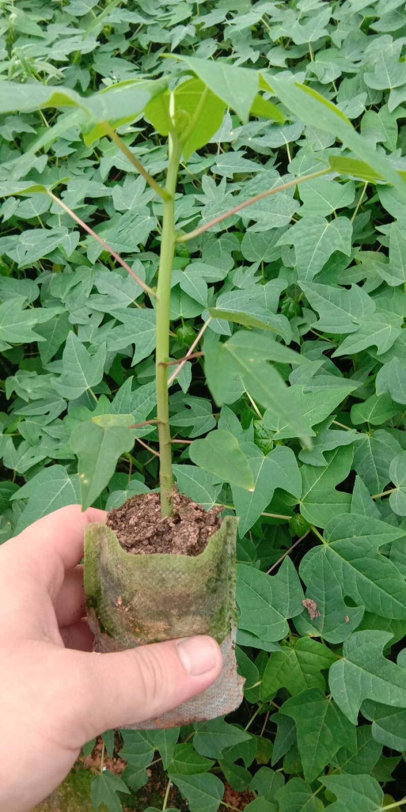 水果木瓜苗