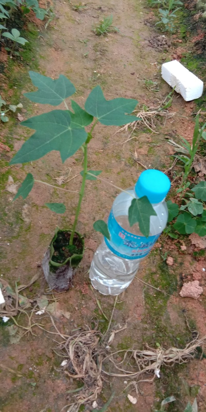 水果木瓜苗