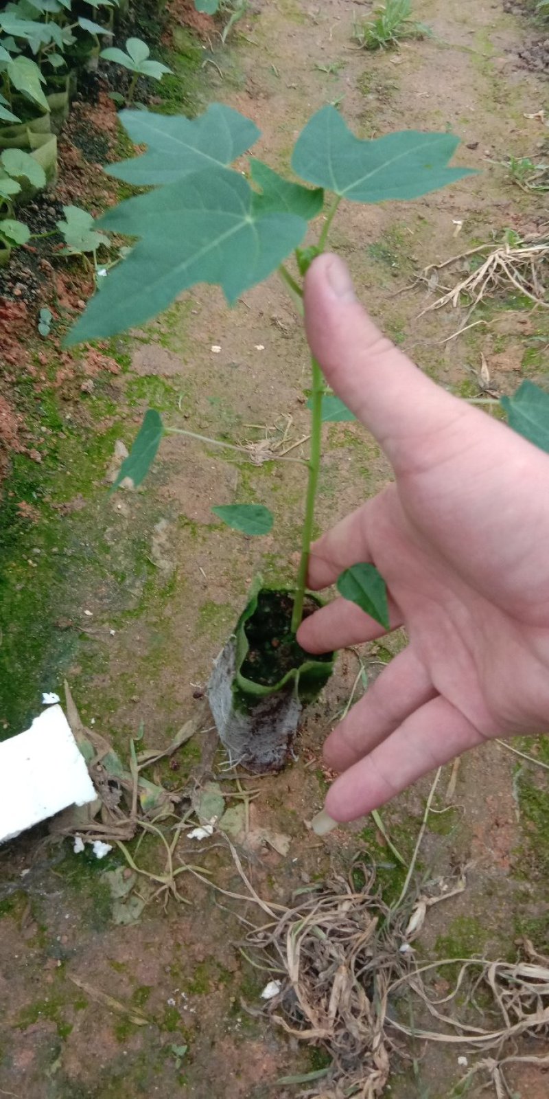 水果木瓜苗
