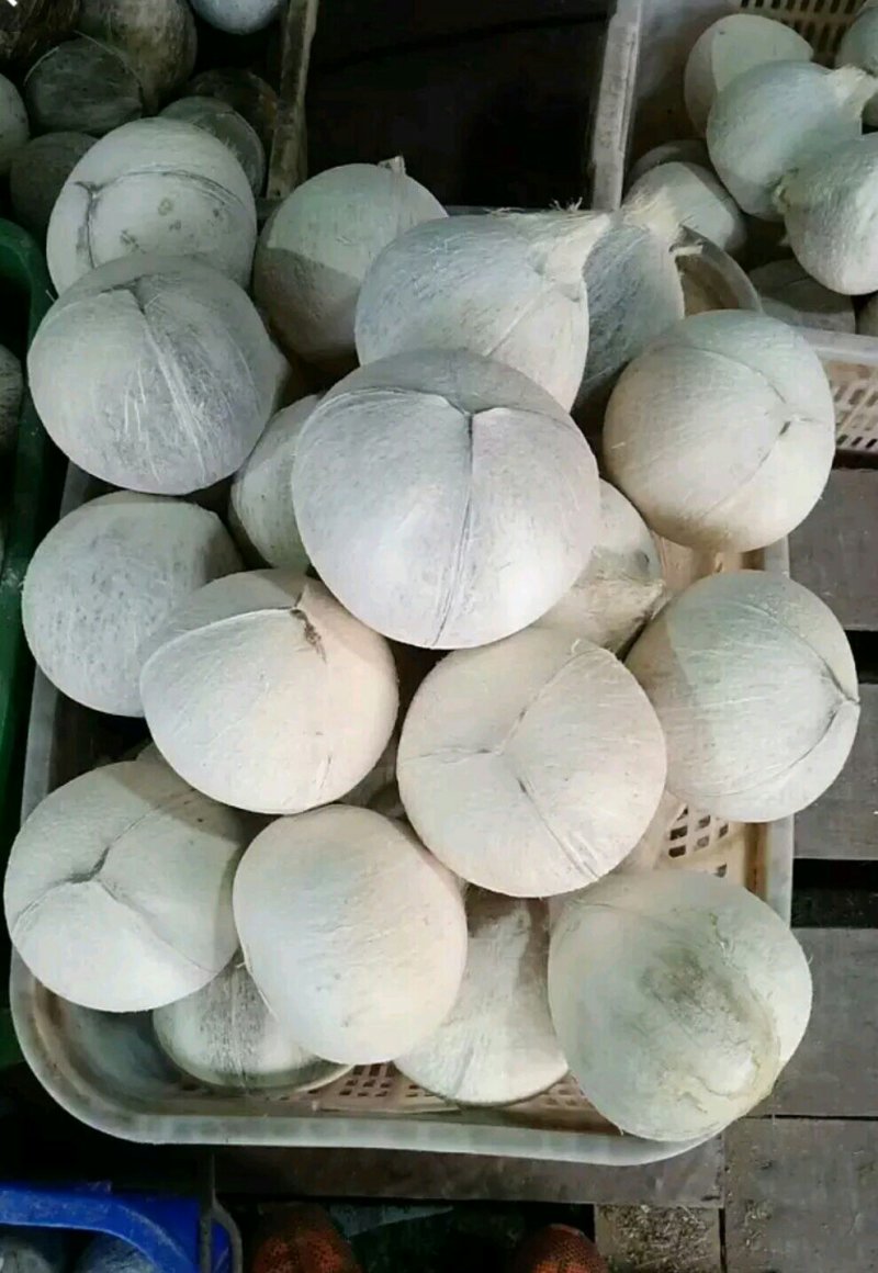 椰子