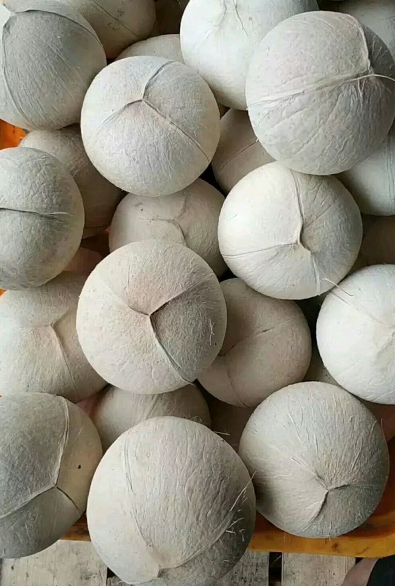 椰子