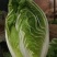 【力荐】陆地黄心白菜聊城白菜黄心白菜持续供应