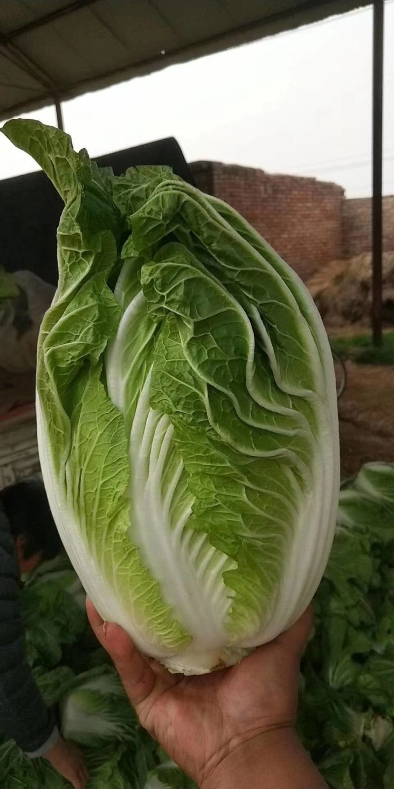 【力荐】陆地黄心白菜聊城白菜黄心白菜持续供应