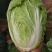 【力荐】陆地黄心白菜聊城白菜黄心白菜持续供应